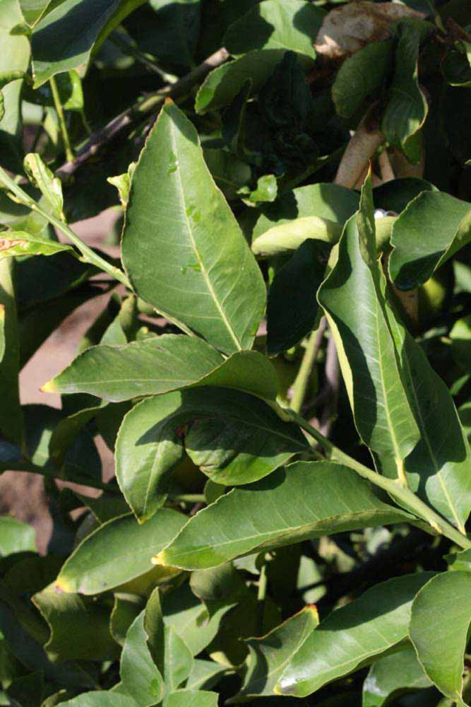            Sun leaves (Femminello Siracusano 2KR, Riverside, CA)   